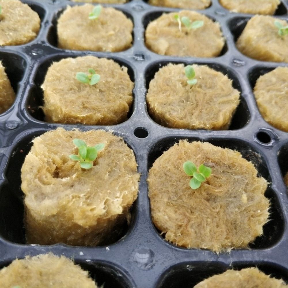 50個入り 27*20mmサイズ 水耕栽培用苗ブロック 水耕 - Nursery Plug Tray のレビューと価格